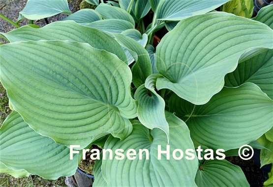 Hosta Komodo Dragon