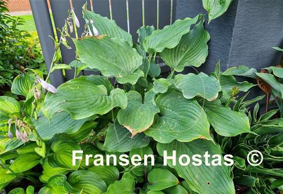 Hosta Komodo Dragon