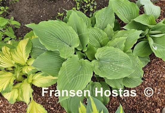 Hosta Komodo Dragon