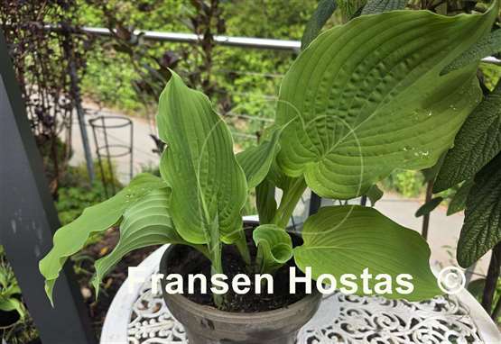 Hosta Komodo Dragon
