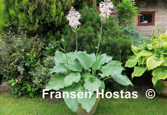 Hosta Komodo Dragon