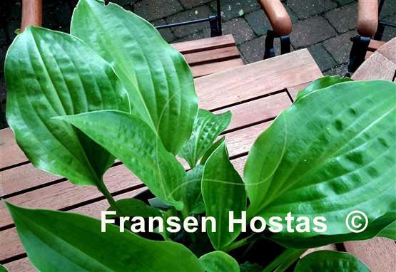 Hosta Korean Rain