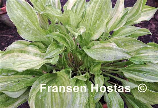 Hosta Korean Snow