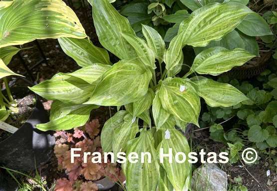 Hosta Korean Snow