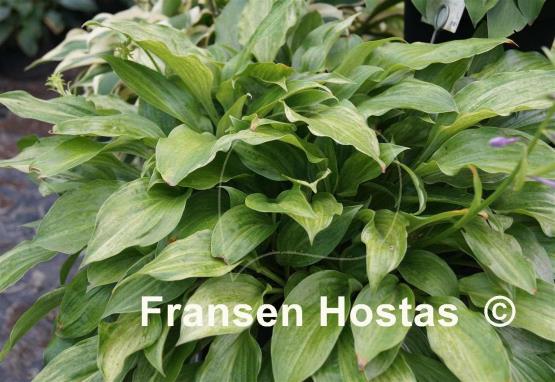 Hosta Korean Snow