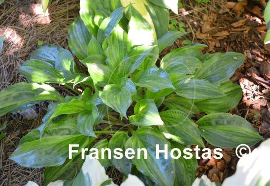 Hosta Korean Snow