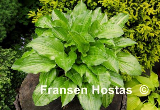 Hosta Korean Snow