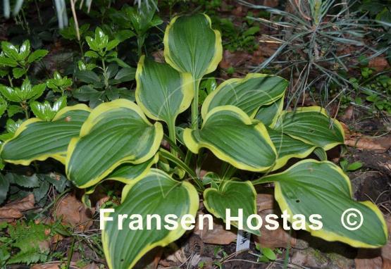 Hosta Koriyama