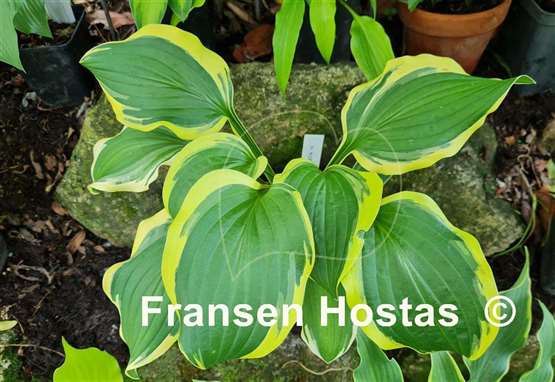 Hosta Koriyama