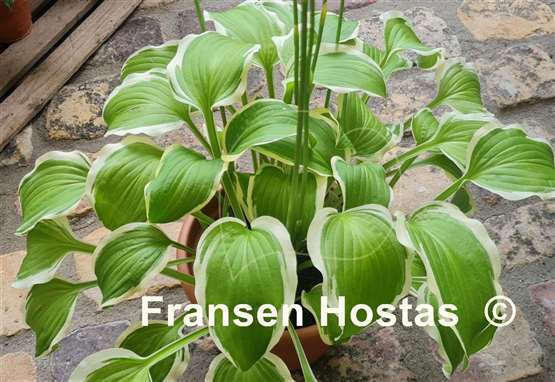 Hosta Koriyama