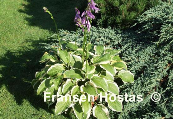 Hosta Koriyama