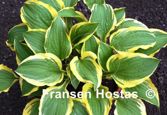 Hosta Koriyama