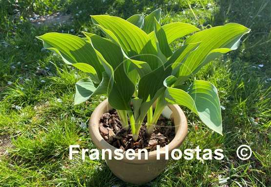 Hosta Krossa Regal