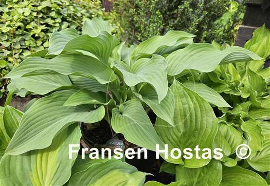 Hosta Krossa Regal