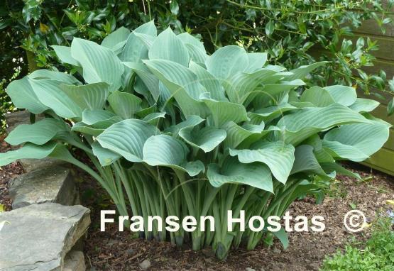 Hosta Krossa Regal