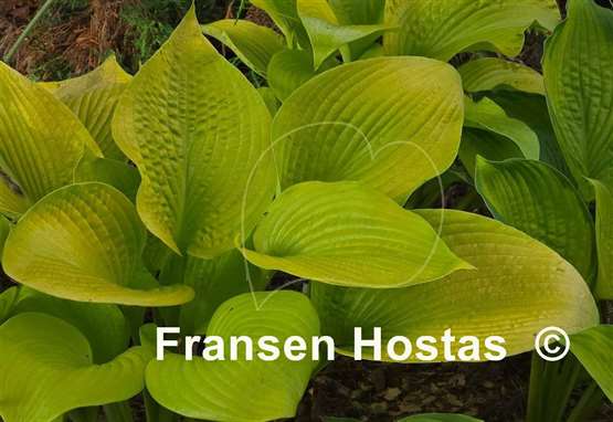 Hosta Krugerrand
