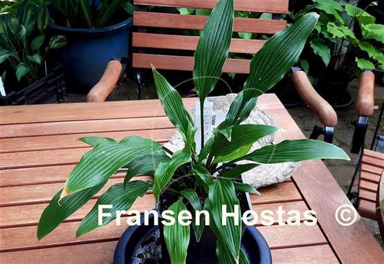 Hosta kikutii 'Sakuya Hime'