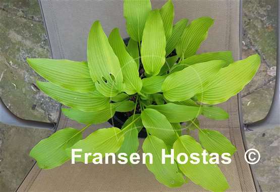 Hosta kikutii var. polyneuron