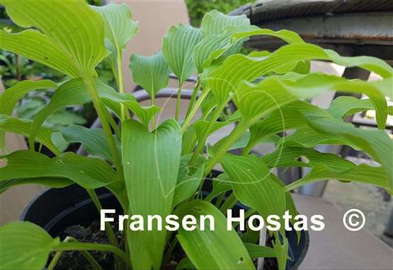 Hosta kikutii var. polyneuron