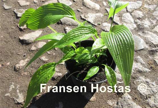 Hosta kikutii var. yakusimensis