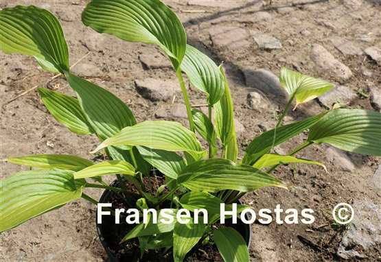 Hosta kikutii var. yakusimensis