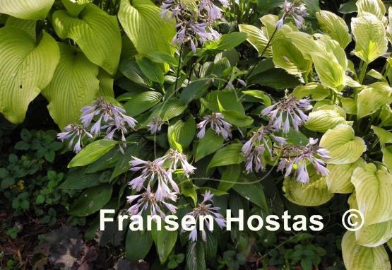 Hosta kikutii