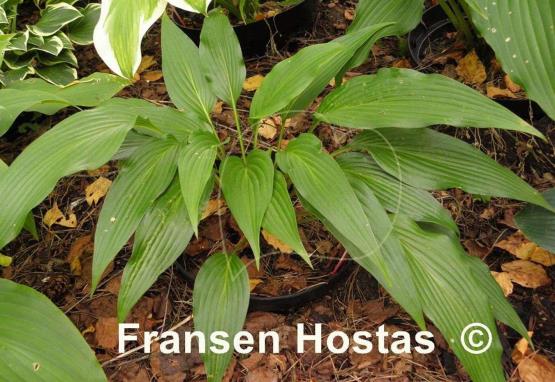 Hosta kikutii