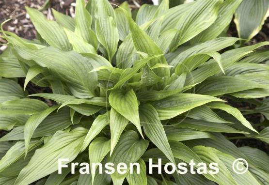 Hosta kikutii