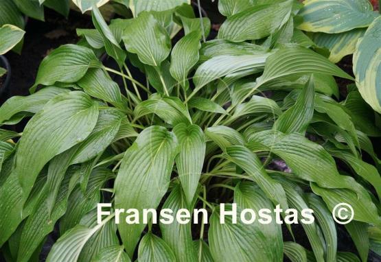 Hosta kikutii