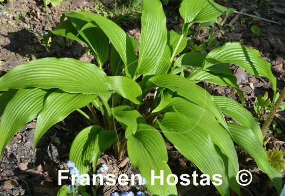 Hosta kikutii