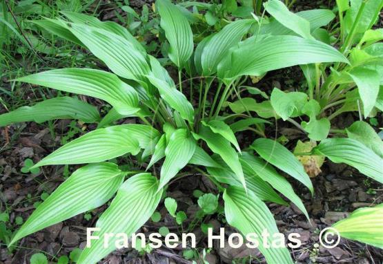 Hosta kikutii