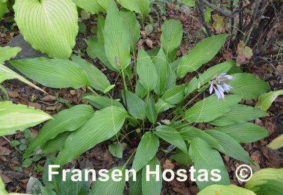 Hosta kikutii