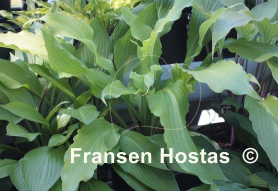 Hosta kikutii var. caput-avis