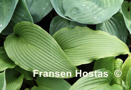 Hosta kikutii var. polyneuron