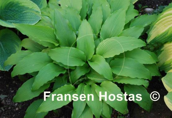 Hosta kikutii var. polyneuron