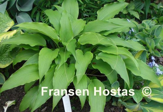 Hosta kikutii var. polyneuron