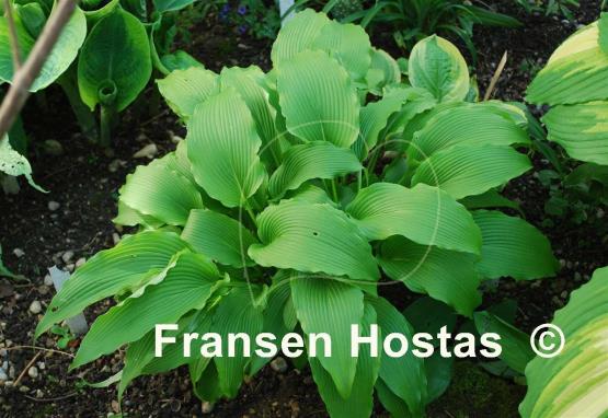 Hosta kikutii var. polyneuron