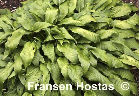 Hosta kikutii var. yakusimensis