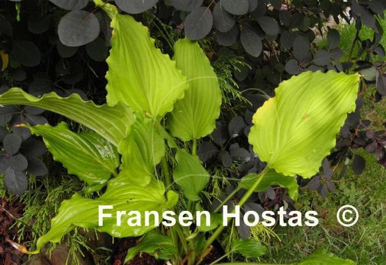 Hosta kiyosumiensis
