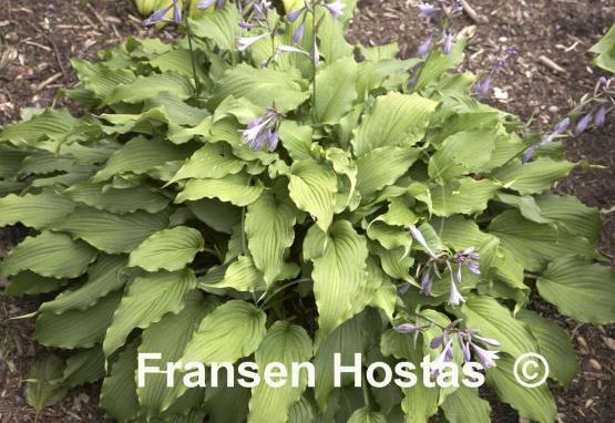 Hosta kiyosumiensis