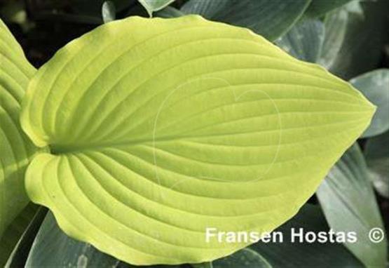 Hosta Kasseler Gold
