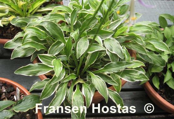 Hosta Kifukurin Ko Mame