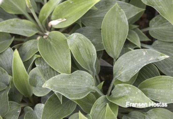 Hosta Kingfisher