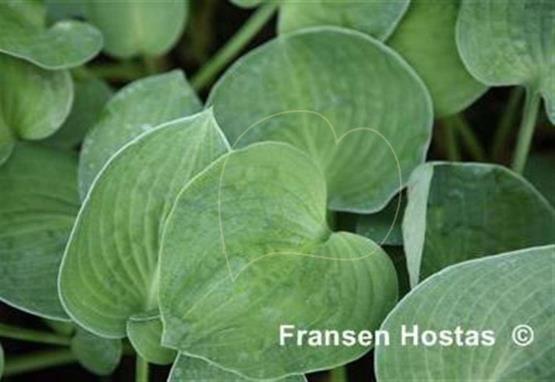 Hosta Kiwi Blue Sky