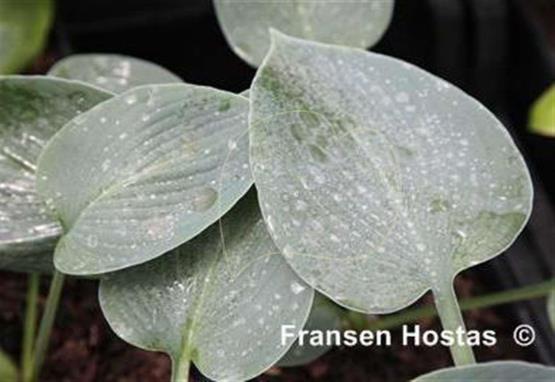 Hosta Kiwi Canoe