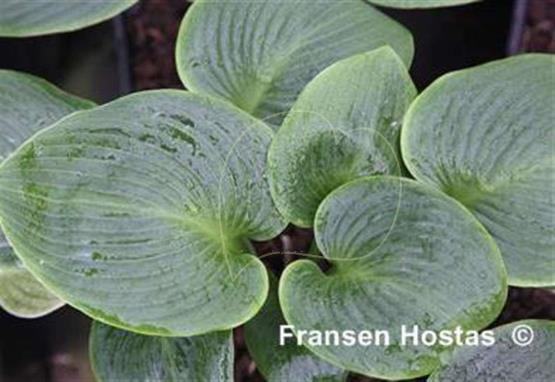 Hosta Kiwi Emerald