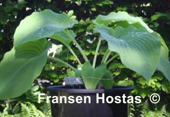 Hosta Kiwi Hippo