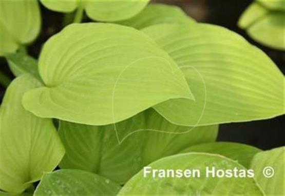 Hosta Kiwi Kaniere Gold