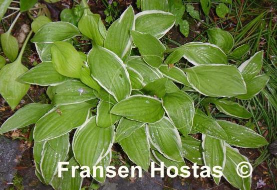 Hosta Krossa Cream Edge