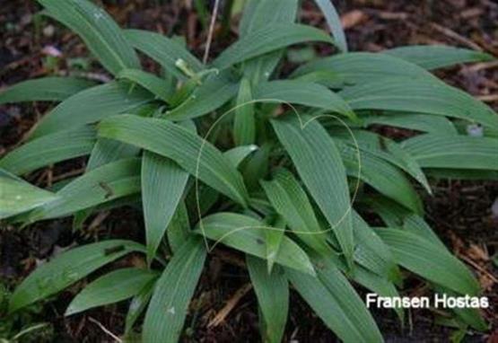 Hosta kikutii f. leuconota